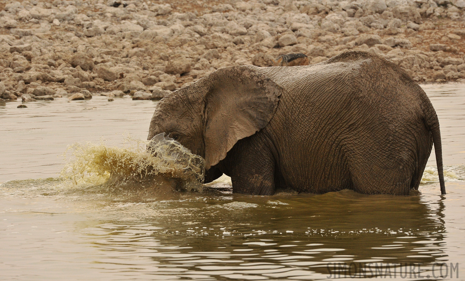 Loxodonta africana [400 mm, 1/320 Sek. bei f / 9.0, ISO 1600]